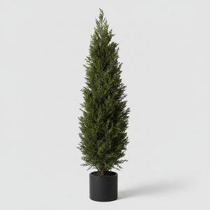 60" Potted Juniper Bush