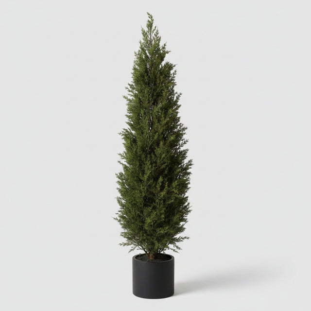 60" Potted Juniper Bush