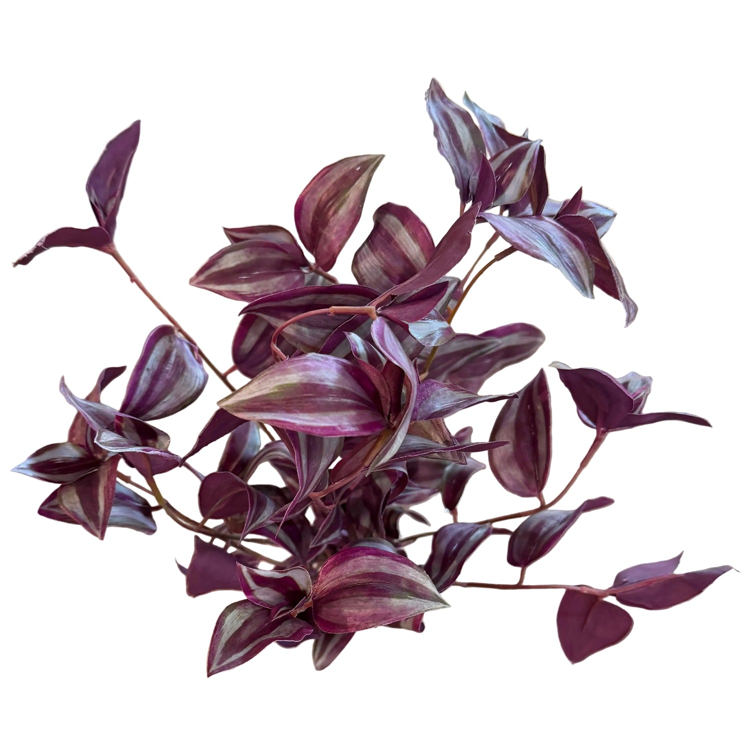19" UV Tradescantia Bush