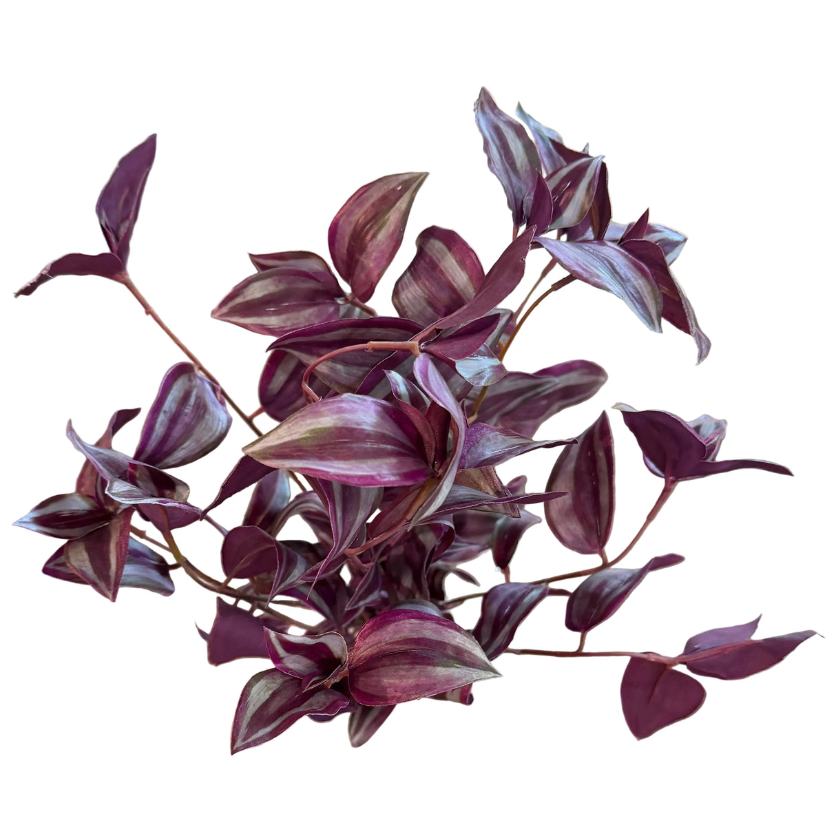 19" UV Tradescantia Bush