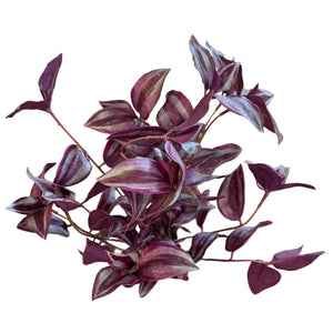 19" UV Tradescantia Bush