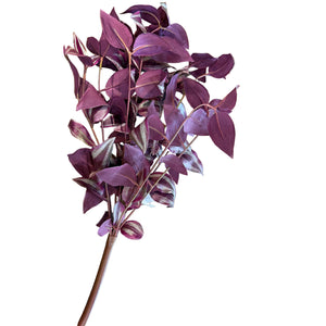 19" UV Tradescantia Bush