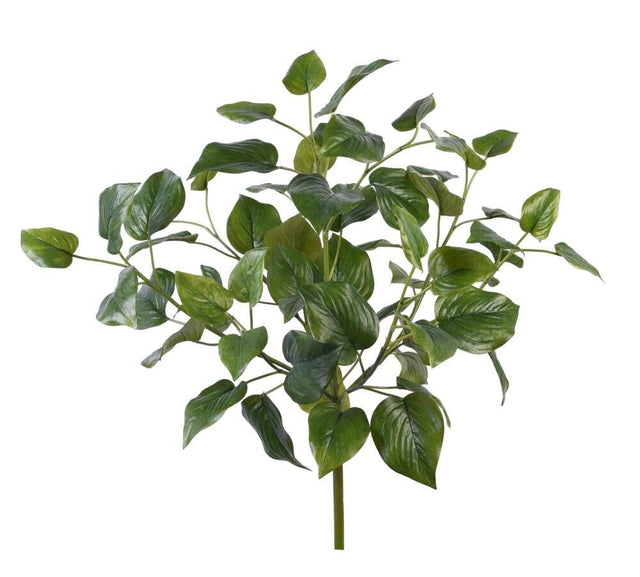 PHILODENDRON