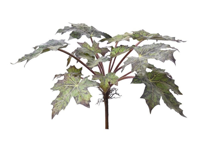 STAR BEGONIA LEAVES