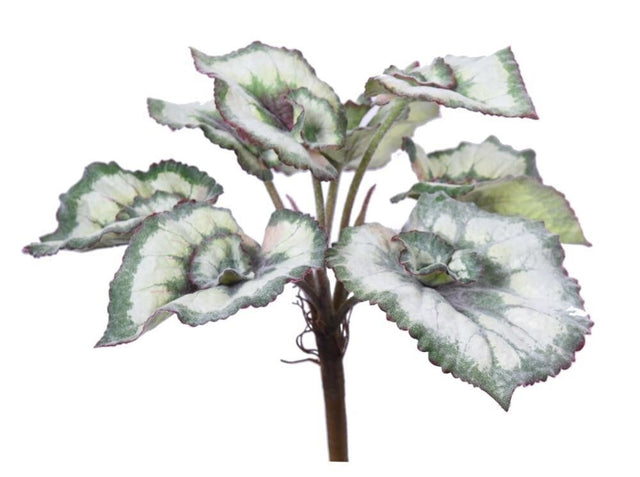 ESCARGOT BEGONIA LEAVES