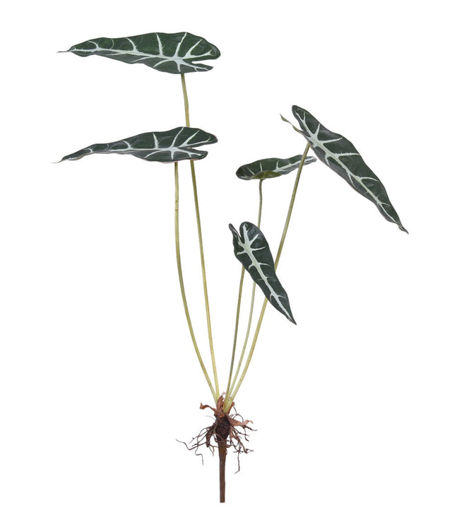 ALOCASIA BAMBINO