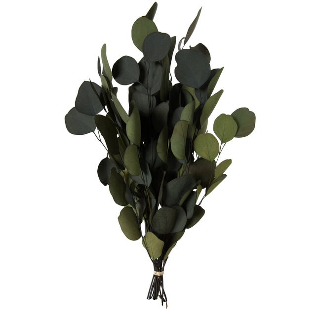 18" Green Eucalyptus | Populus Bundle | 1 Pound