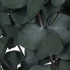 18" Green Eucalyptus Spiral Bundle