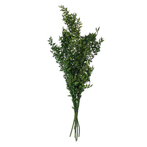 30" Emerald Dried Preserved Ruscus Bunch