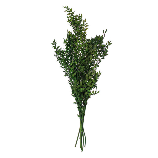 30" Emerald Dried Preserved Ruscus Bunch