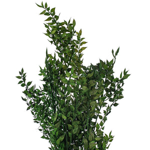 30" Emerald Dried Preserved Ruscus Bunch