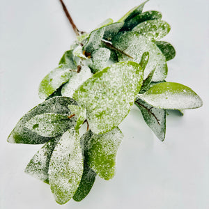 18" Frosted Lambs Ear Pick