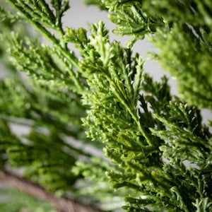28” Dwarf Cedar 10-Stem Pro Pack