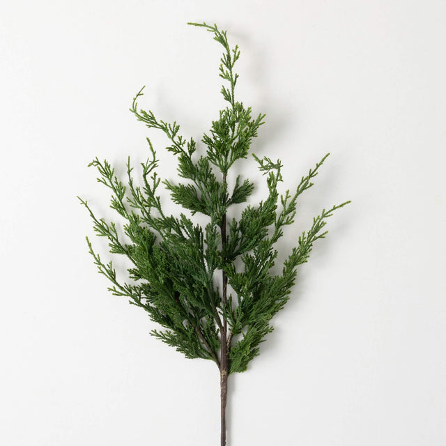 28” Dwarf Cedar 10-Stem Pro Pack