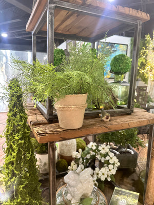 16" Natural Touch Asparagus Fern In Pulp Pot