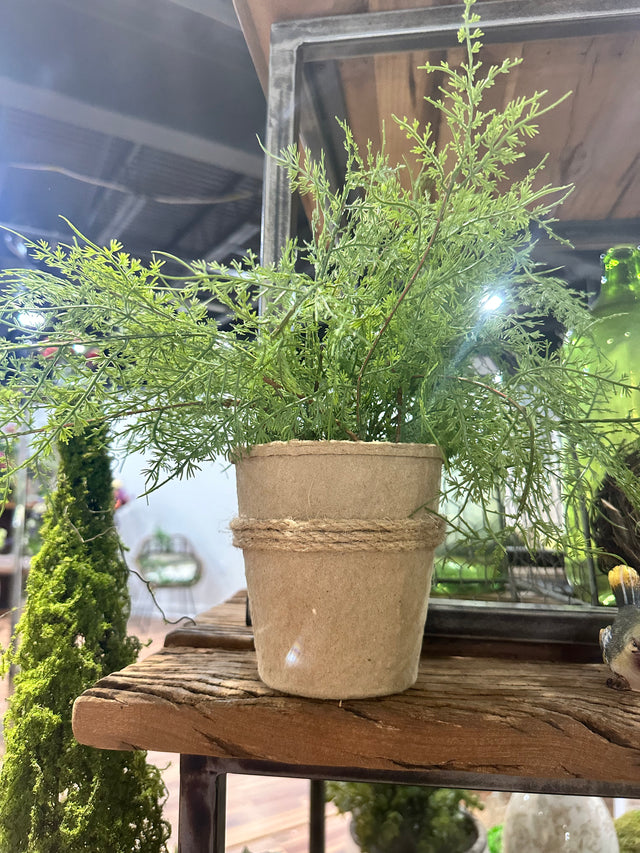 16" Natural Touch Asparagus Fern In Pulp Pot