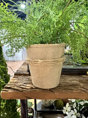 16" Natural Touch Asparagus Fern In Pulp Pot