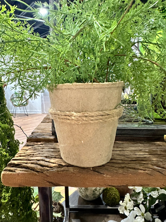 16" Natural Touch Asparagus Fern In Pulp Pot