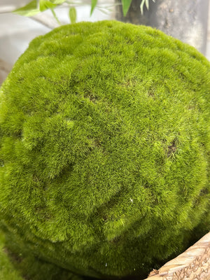 9" Green Medium Moss Ball