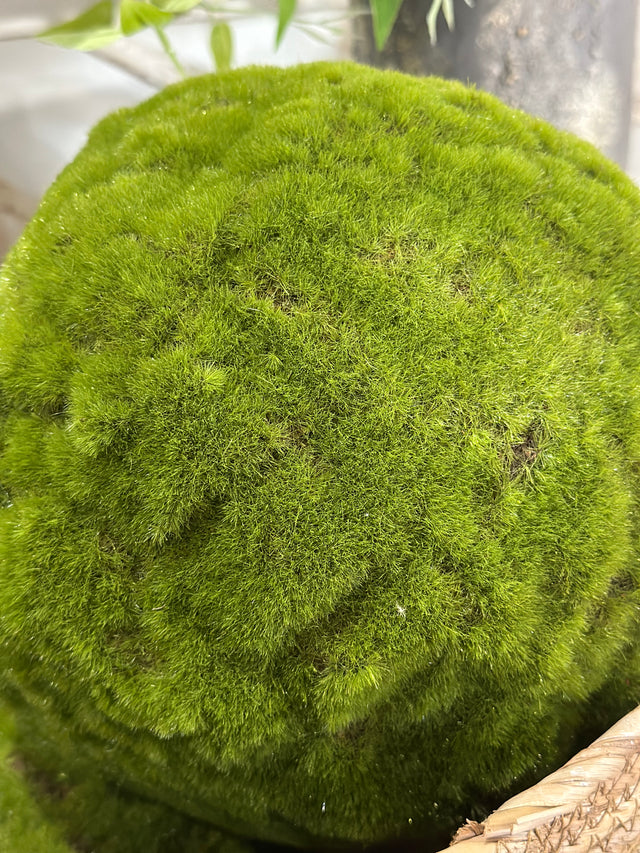 9" Green Medium Moss Ball