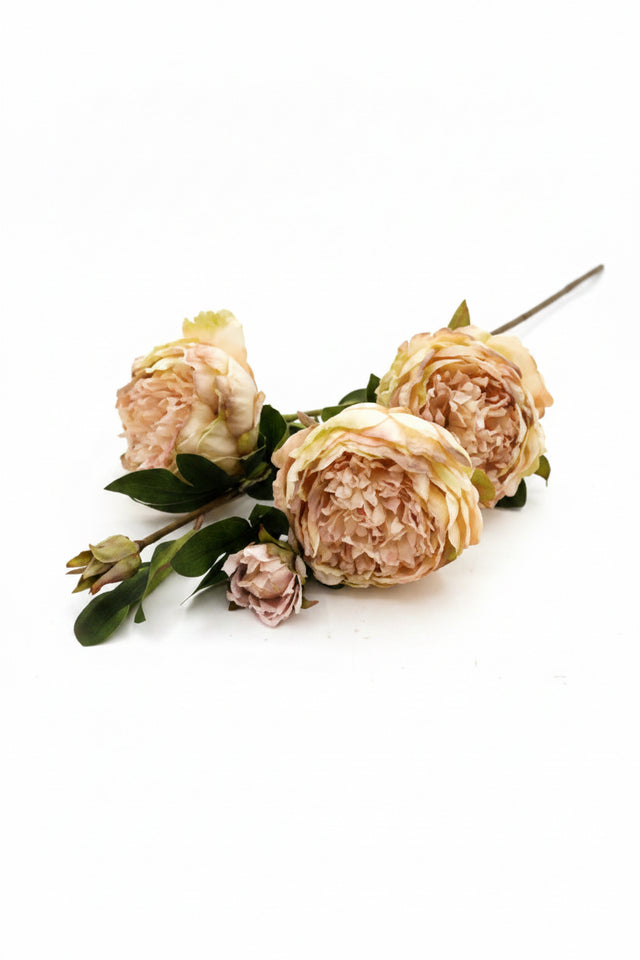 25" Dried Peony Stem | Available in Plum, Cream, Yellow, and Burgundy