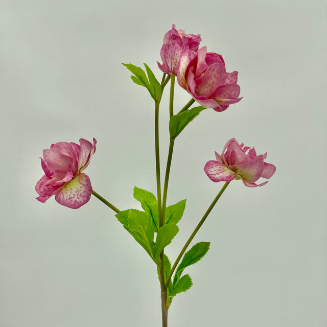 24" Just Cut Helleborus x 5 Blooms & Buds | Rose Pink