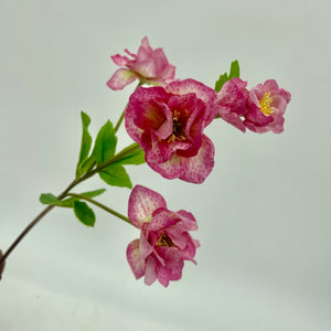 24" Just Cut Helleborus x 5 Blooms & Buds | Rose Pink