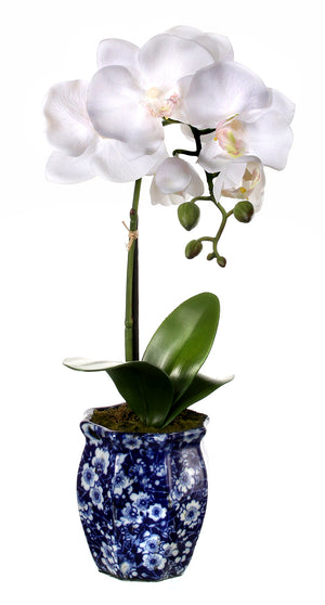 16" Potted Phaleanopsis Orchid in Ming Pot