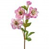 24" Purple Just Cut Helleborus X 5 with Bud