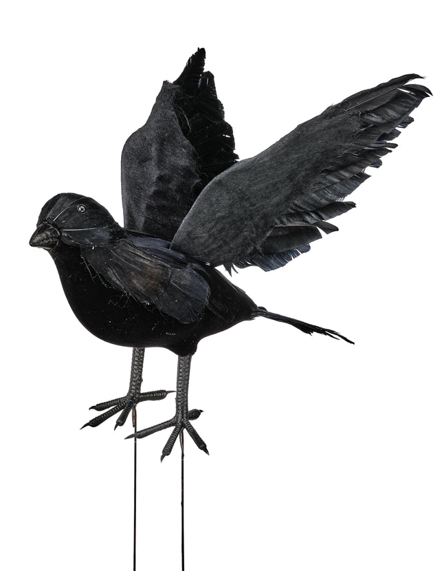 9" Open Wing Feather Black Crow