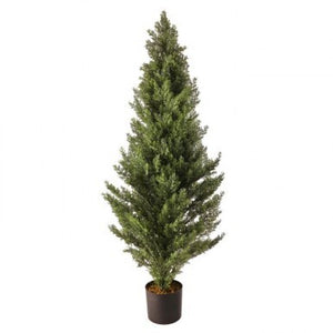 48" Potted Arborvitae Tree | UV Protected