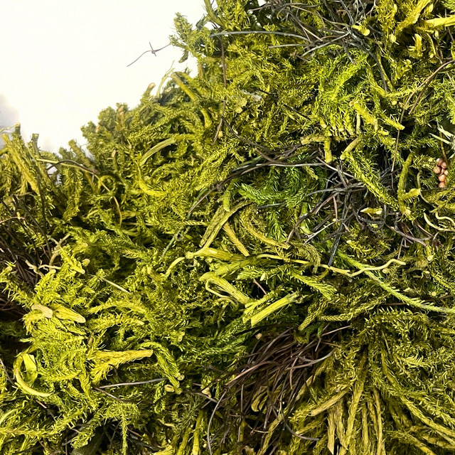 22" Moss Wreath