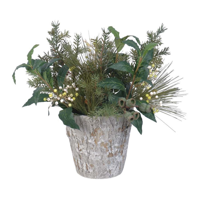 Pine Berry in pot arrangement 15”