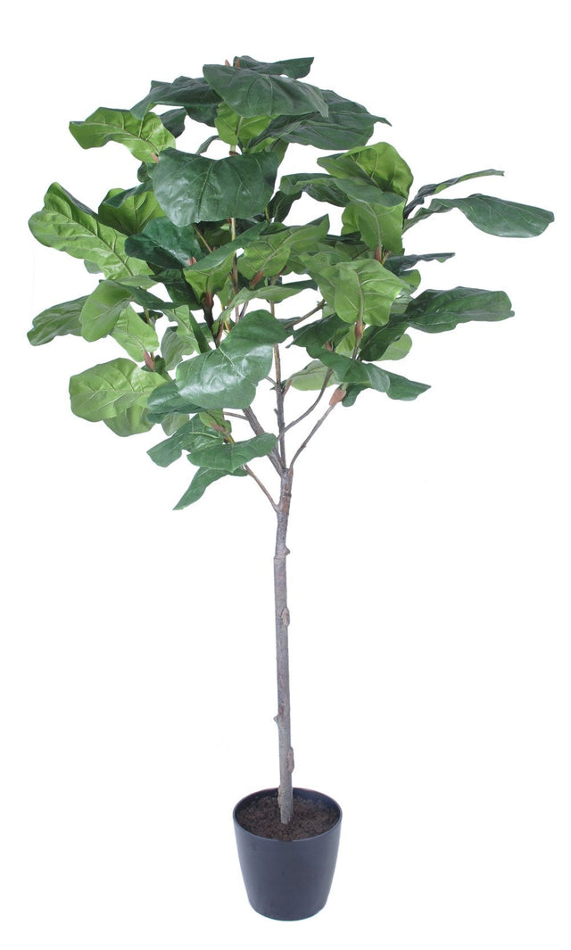 FIDDLE TREE POTTED 7″