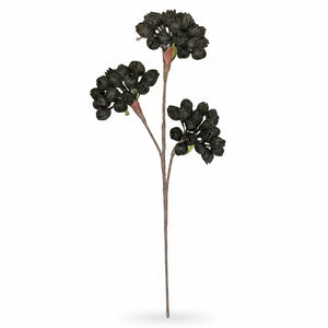 Illustration of a plant with dark berries on a light gray background