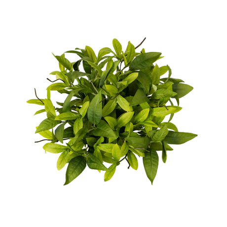 Green leafy plant on a white background