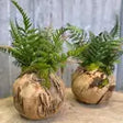 Woodland Fern