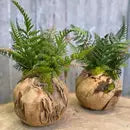 Woodland Fern
