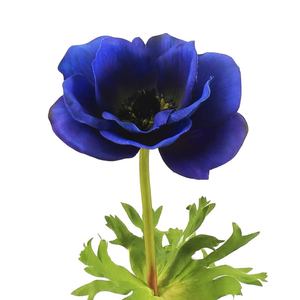 17.5" Blue Poppy Anemone