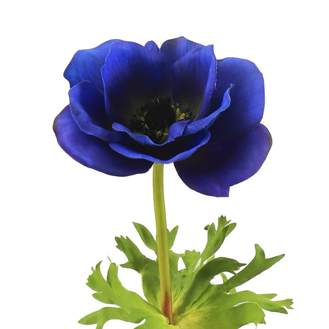 17.5" Blue Poppy Anemone