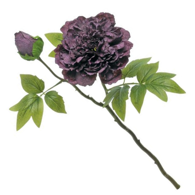 20" Japanese Peony Stem with Bud