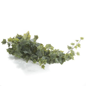 30" English Ivy Bush