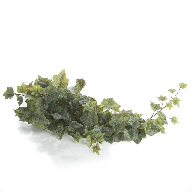 30" English Ivy Bush