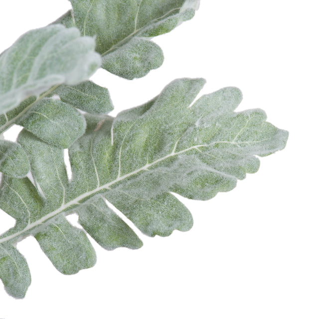 17" Green Dusty Miller Spray