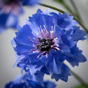30" Brilliant Blue Cornflower Stem