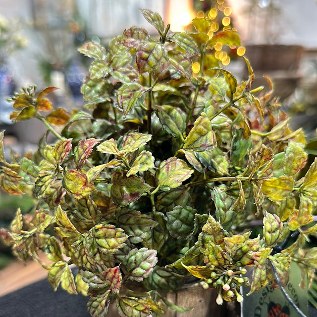 Potted Leafy Foliage