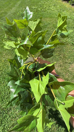 42" UV Natural-Touch Garden Ivy Hanging Bush