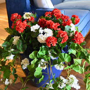 Potted geranium plant with red, white, and green flowers on a wooden surface.