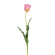 Single pink tulip with green leaves on a white background