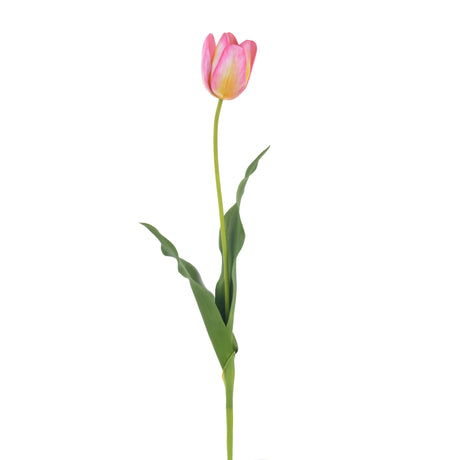 Single pink tulip with green leaves on a white background